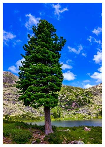 TROPICA - Sibirische Zeder (Pinus...