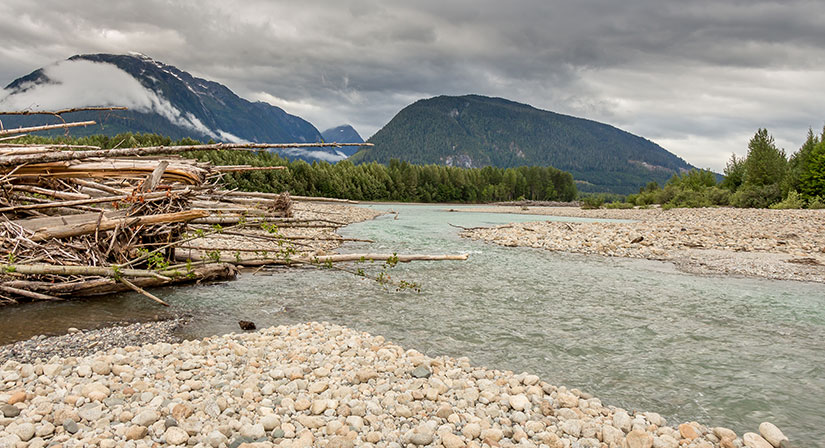 Warum Zedern aus Alaska gefährdet sind